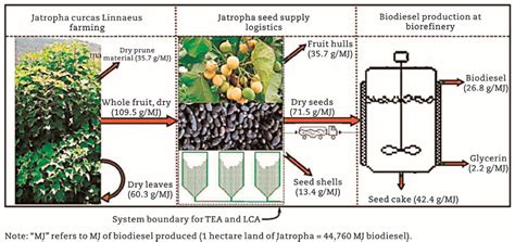  Jatropha Curcas: Uma Maravilha Bioenergética para a Produção de Combustíveis e Biodiesel!