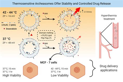  Sulfolobus acidocaldarius: A Tiny Microorganism with Huge Potential for Next-Generation Batteries!